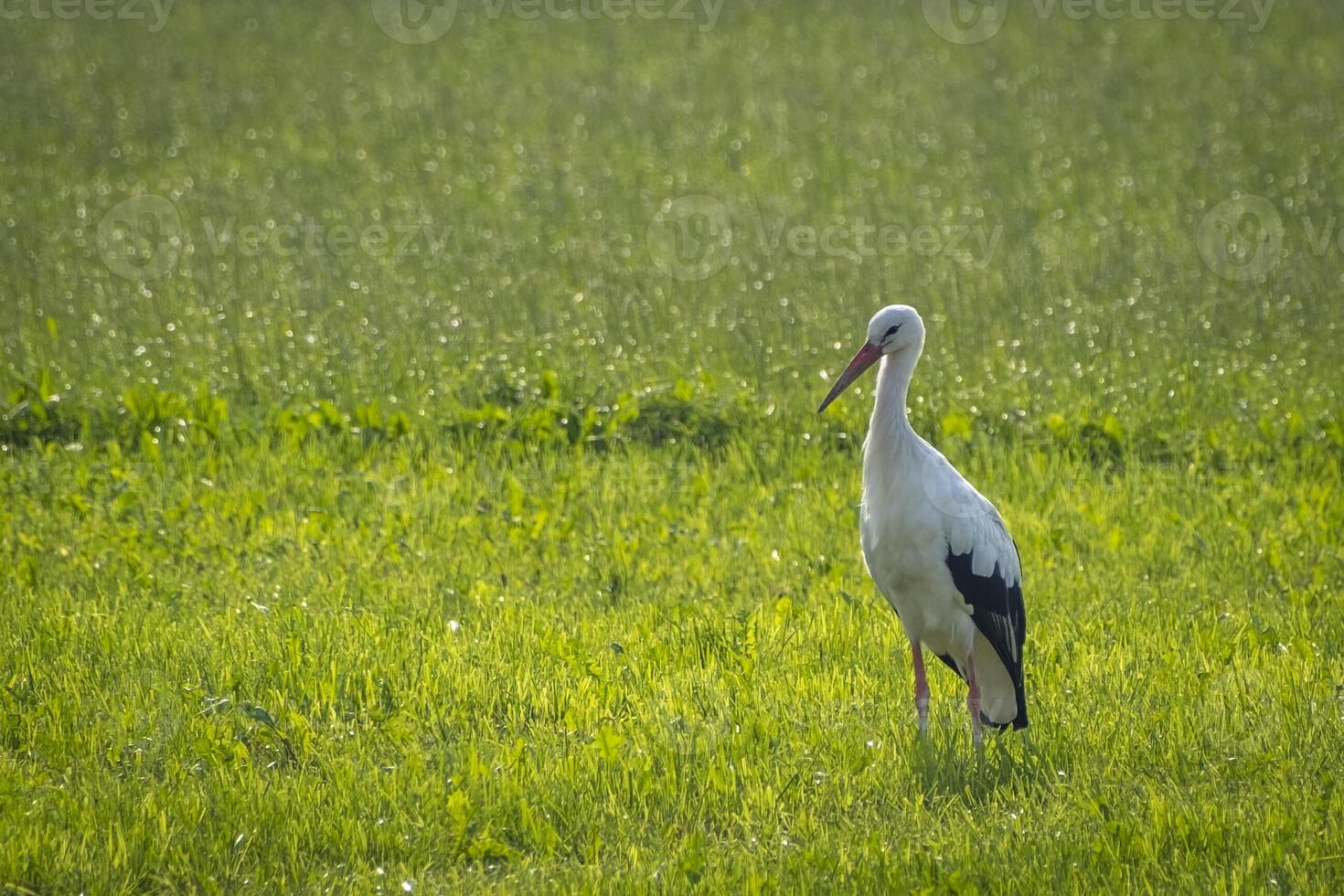 Watching a storch on a green field in Lochau photo