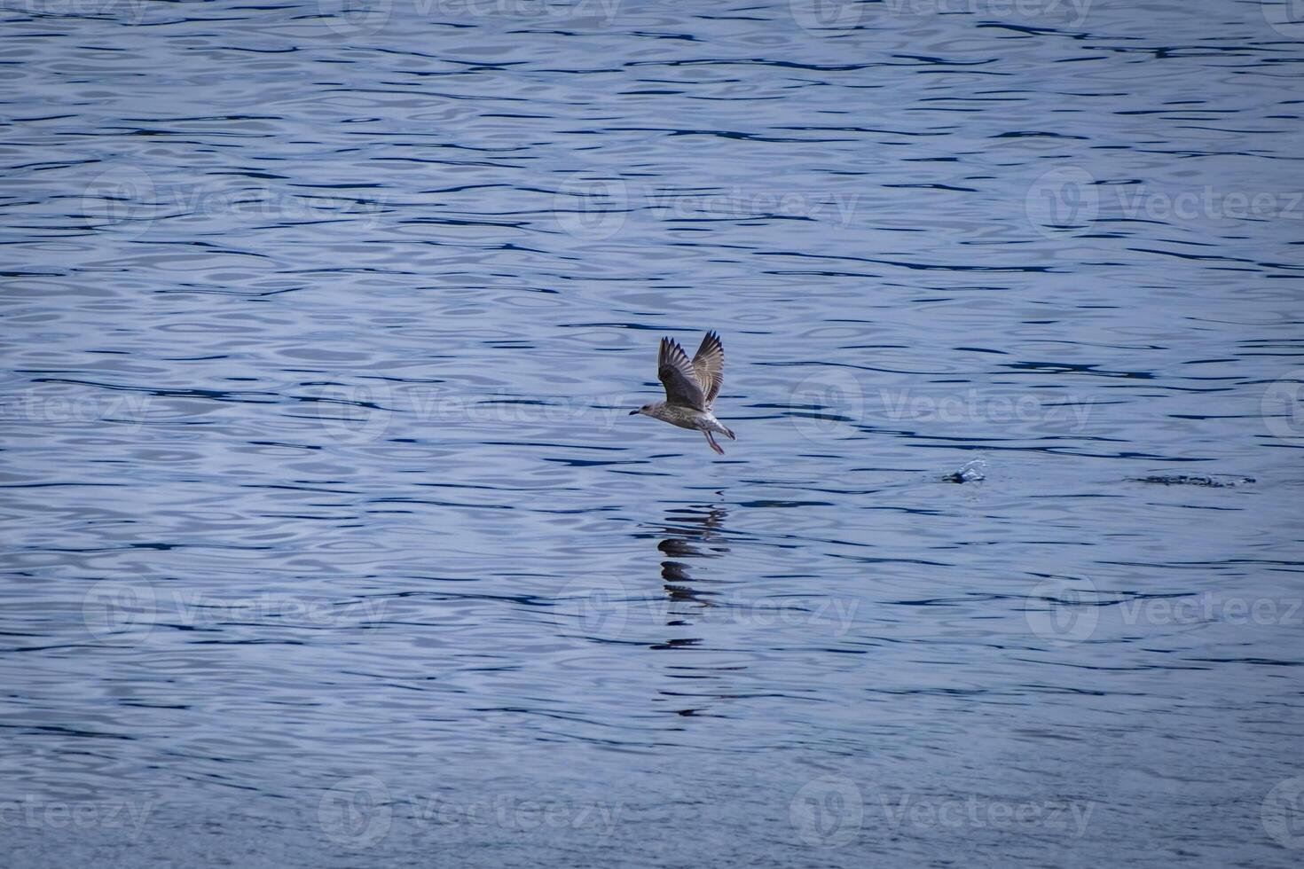 observing flying single seagull in the nature on a lake photo