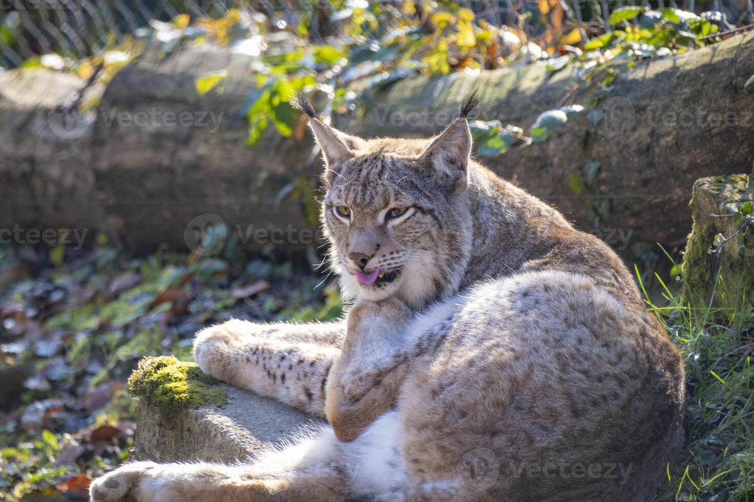 close shot of a wonderful shy lynx tongue in the nature in Austriae photo