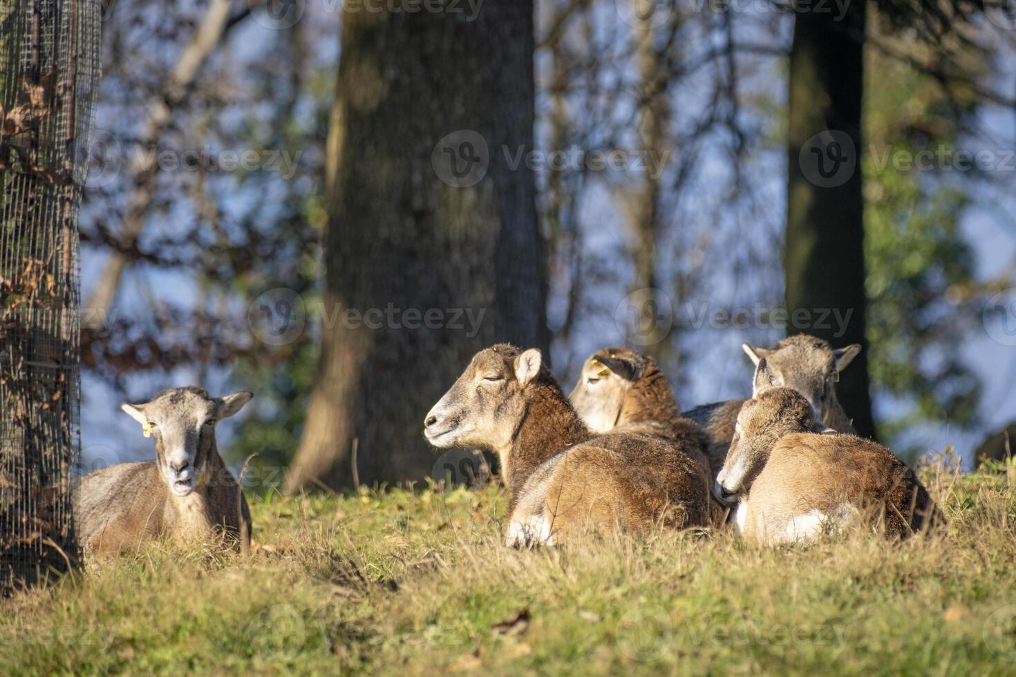 close shot of a group of deer in the nature in the alps in Austria photo
