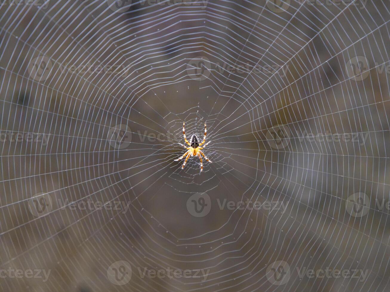 a colorful cross spider on a web photo