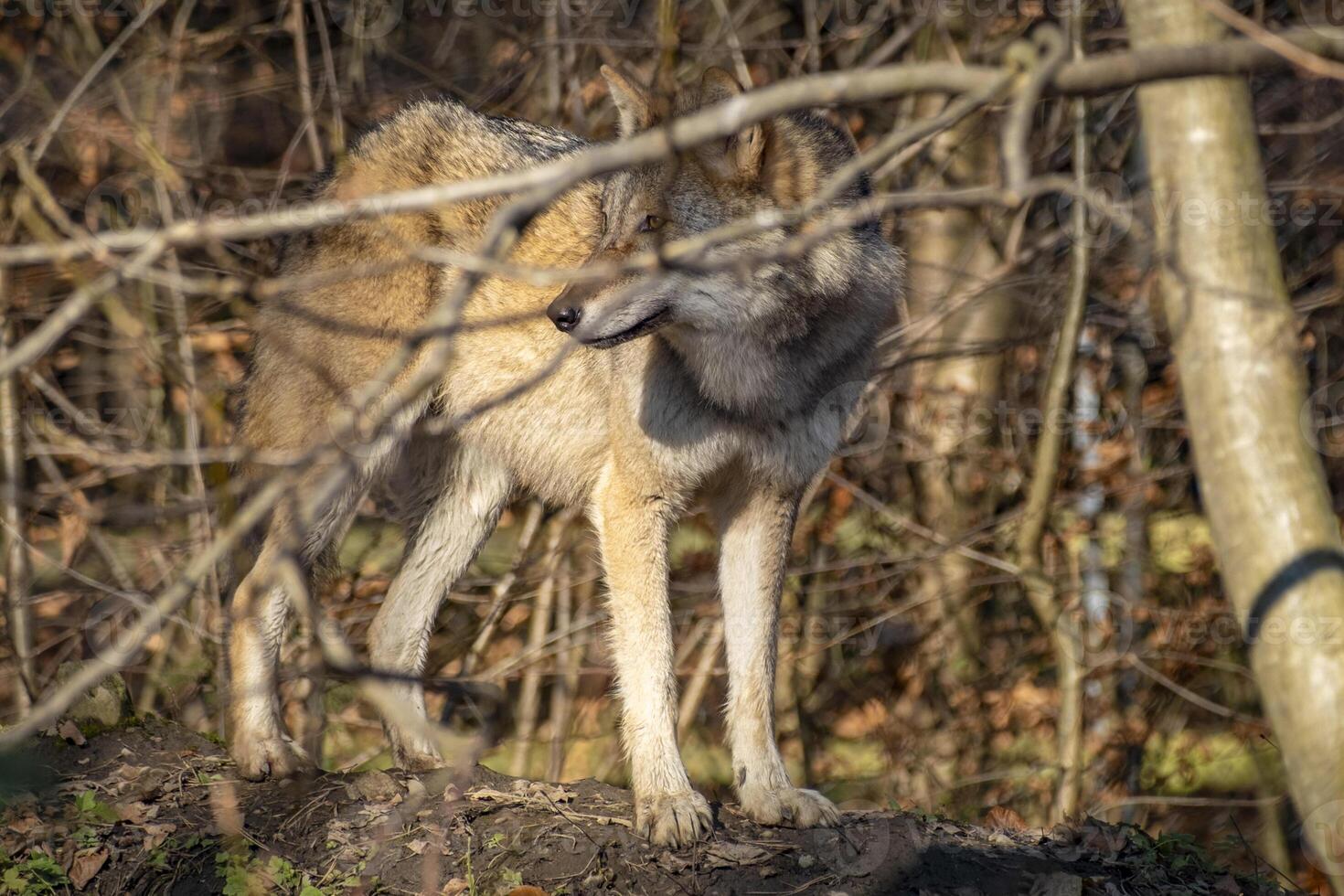 close shot of a wolf in the nature in Austria photo