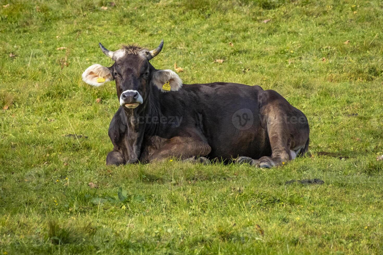 close shot of a dark brown cow on a green field in the alps in Austria photo