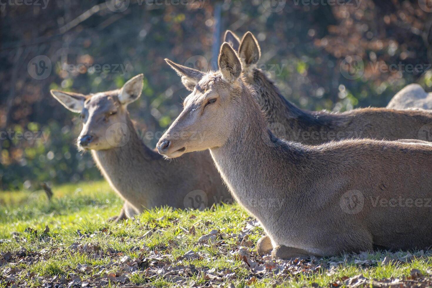 close shot of lieying deer in the nature in the alps in Austria photo