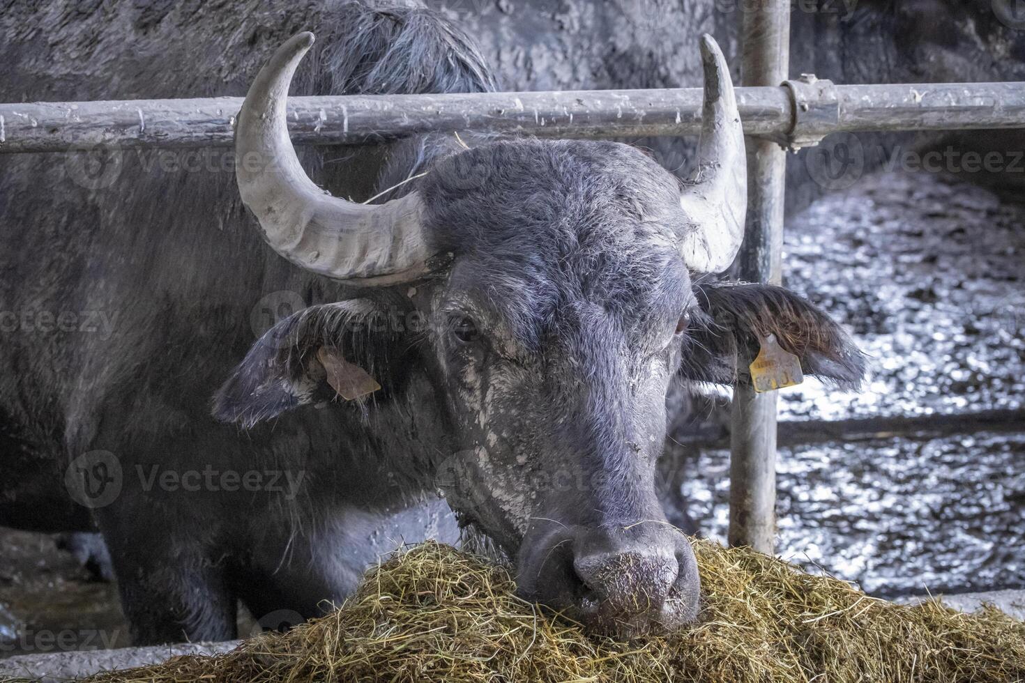 farmsted with an asian buffalo oder karabau in Fussach in Vorarlberg, Austria photo