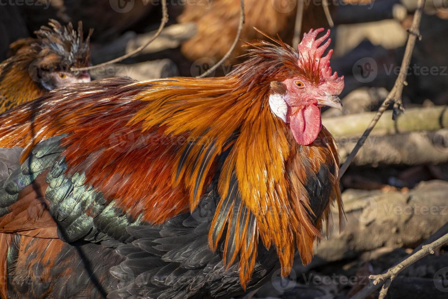 close shot of a colorful rooster in Austria photo