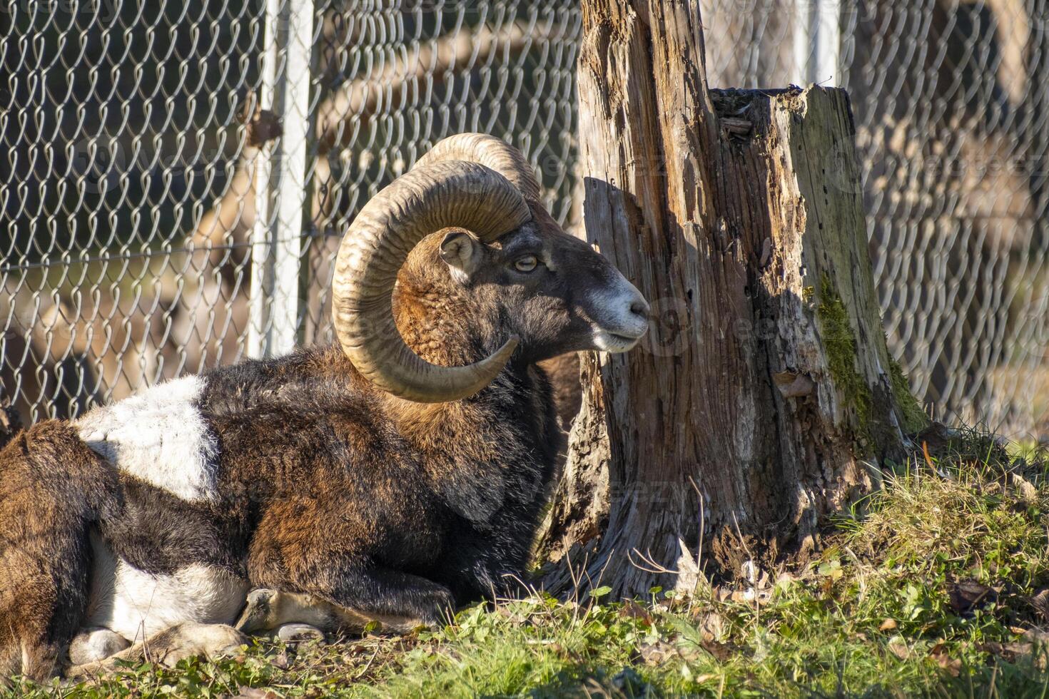 close shot of an colorful ibex in the nature in the alps in Austria photo