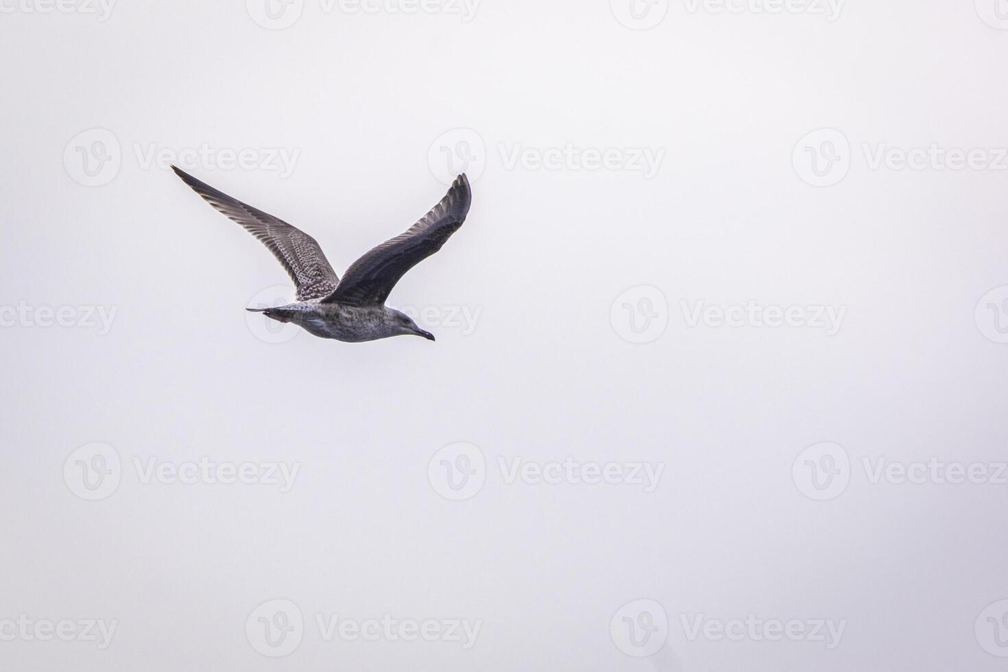 flying seagull in the nature on a lake photo