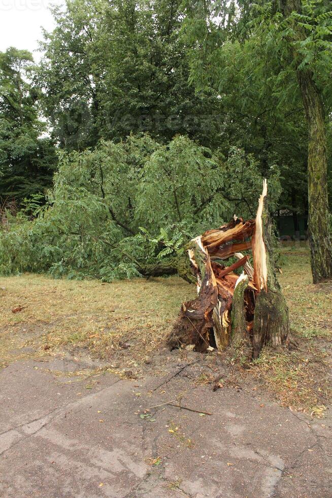 a fallen tree with fragments of wood. Aftermath of the storm photo