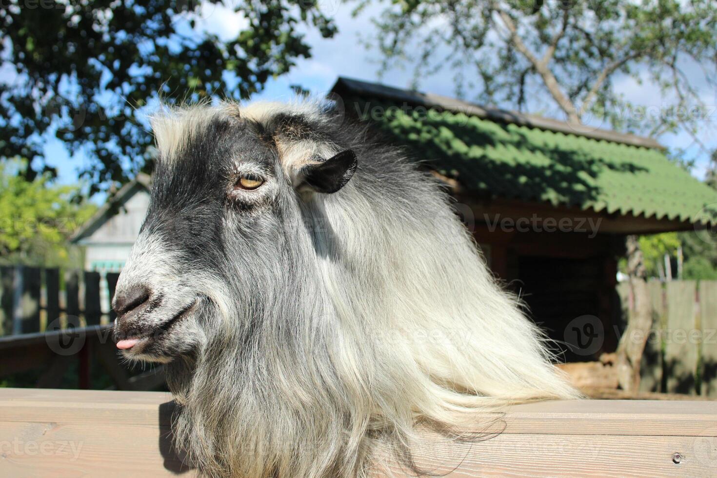 Cute gray goat smiling and sticking out his tongue. Funny farm pets. Raising animals on farms photo