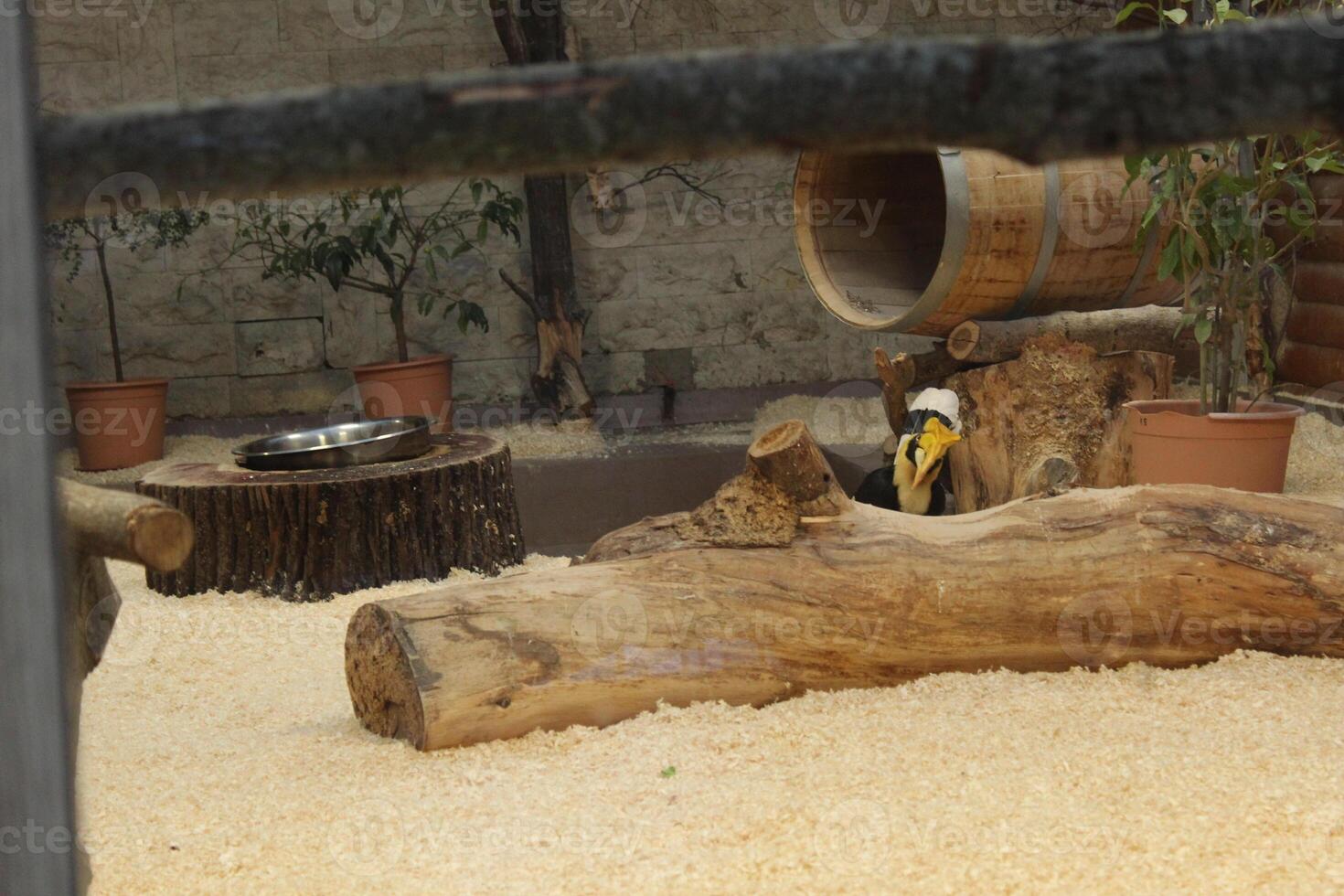 Doppelhornvogel is a black bird with a large yellow beak. photo