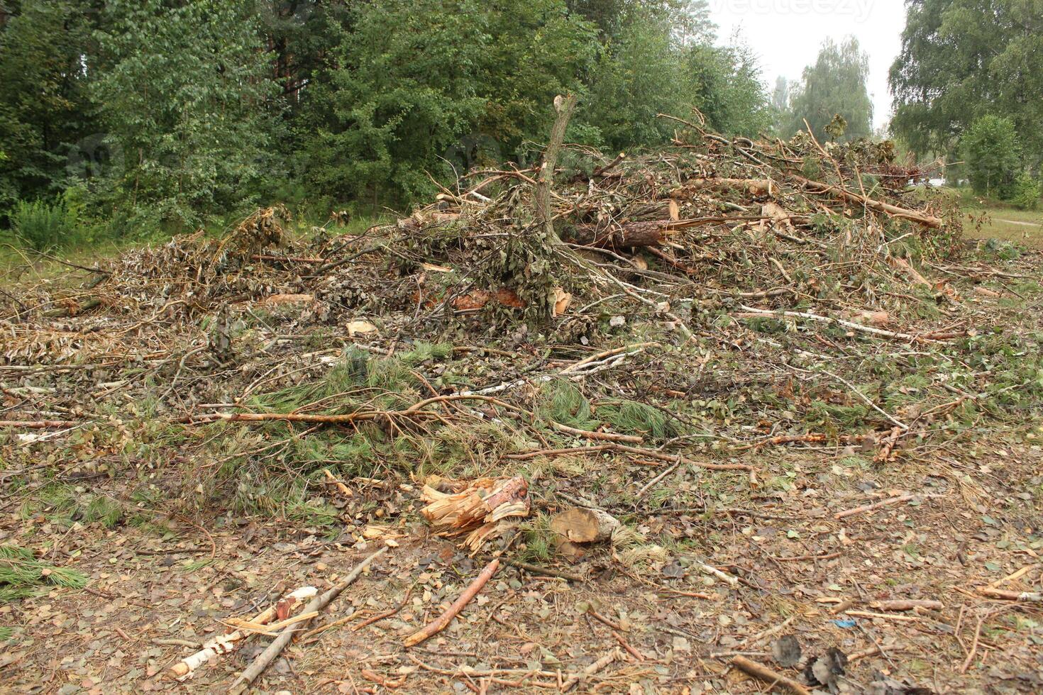 A plot of land cleared of trees and bushes. plot photo