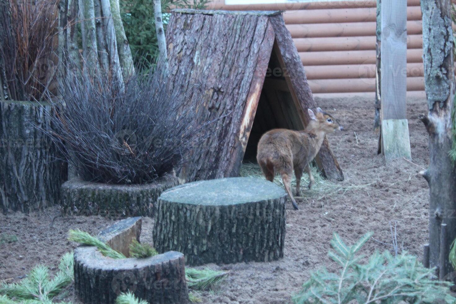 Muntiacus reevesi Chinese muntjacs near a stump and a crop in a zoo. photo