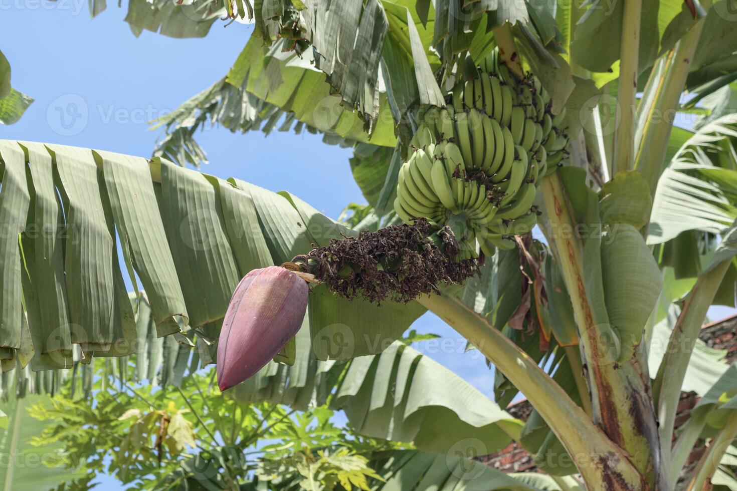 Tropical banana plant showing blossom and green fruit under blue sky photo