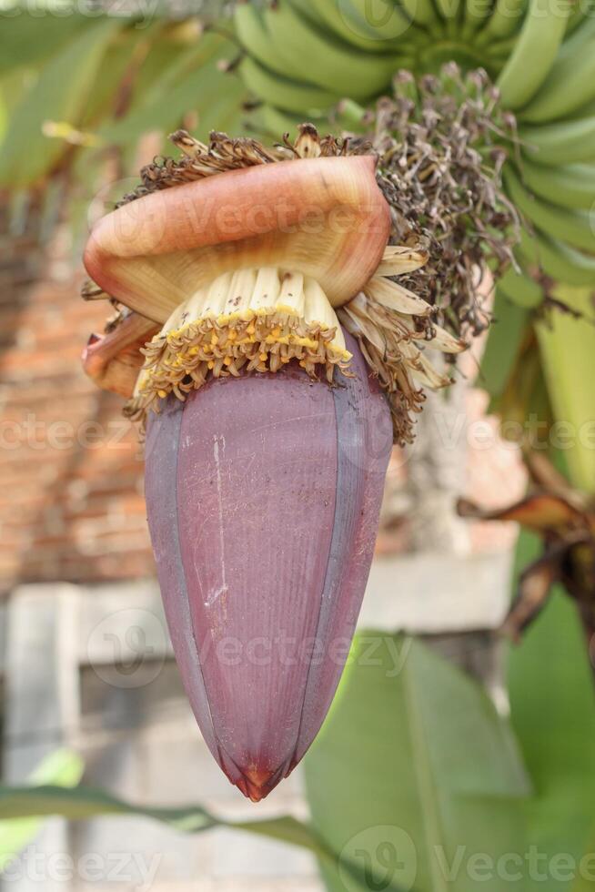 Banana blossom closeup in tropical garden ideal for botanical references photo