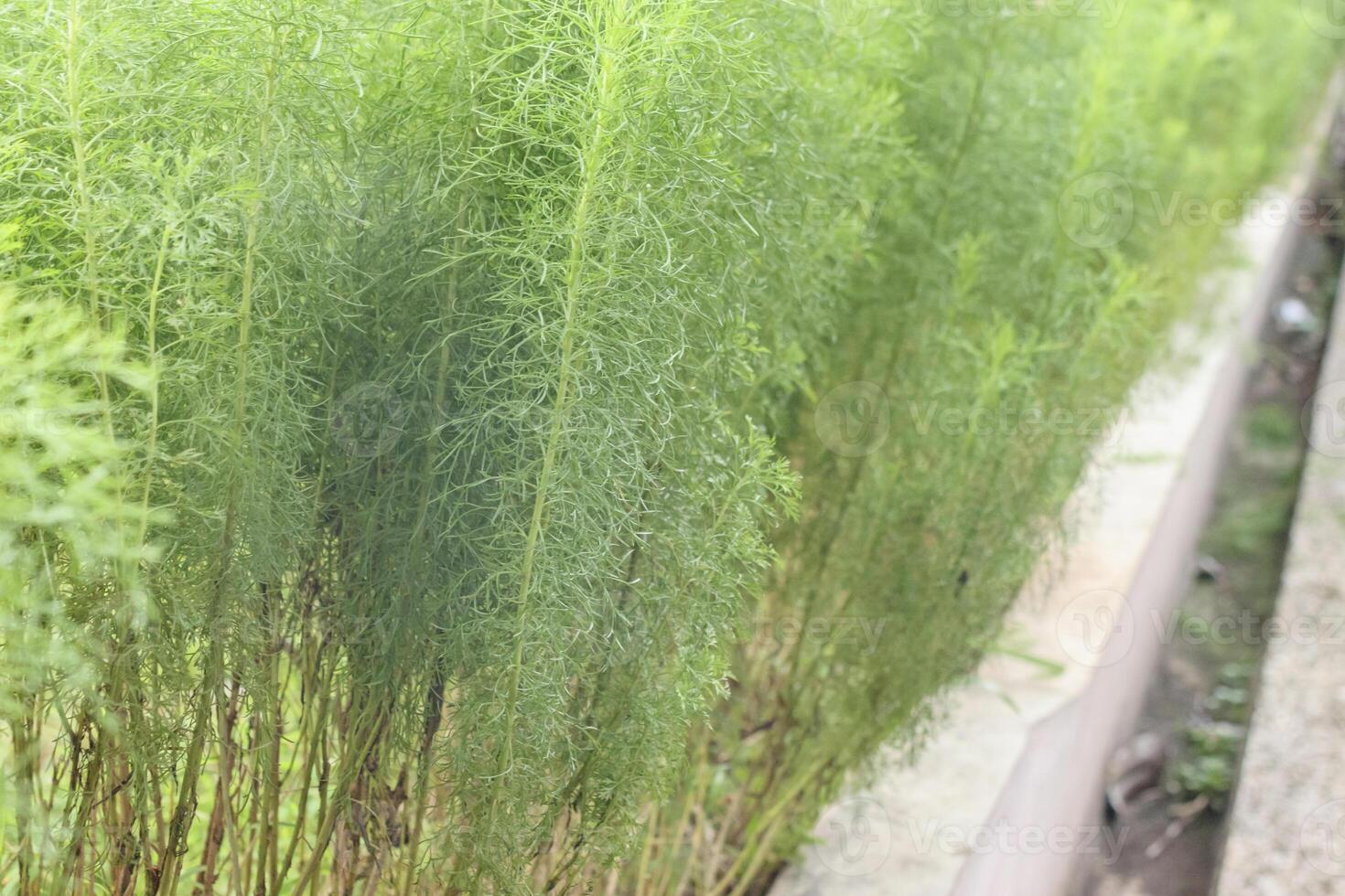 Fresh dill herb growing in garden close up with organic texture detail photo