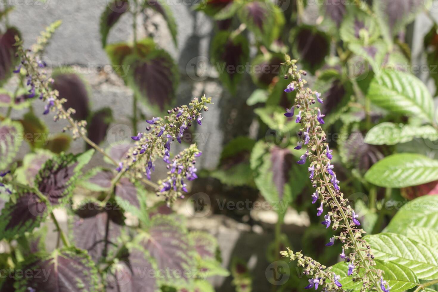 Cluster of violet flowers on coleus stems in bright outdoor garden sunlight photo