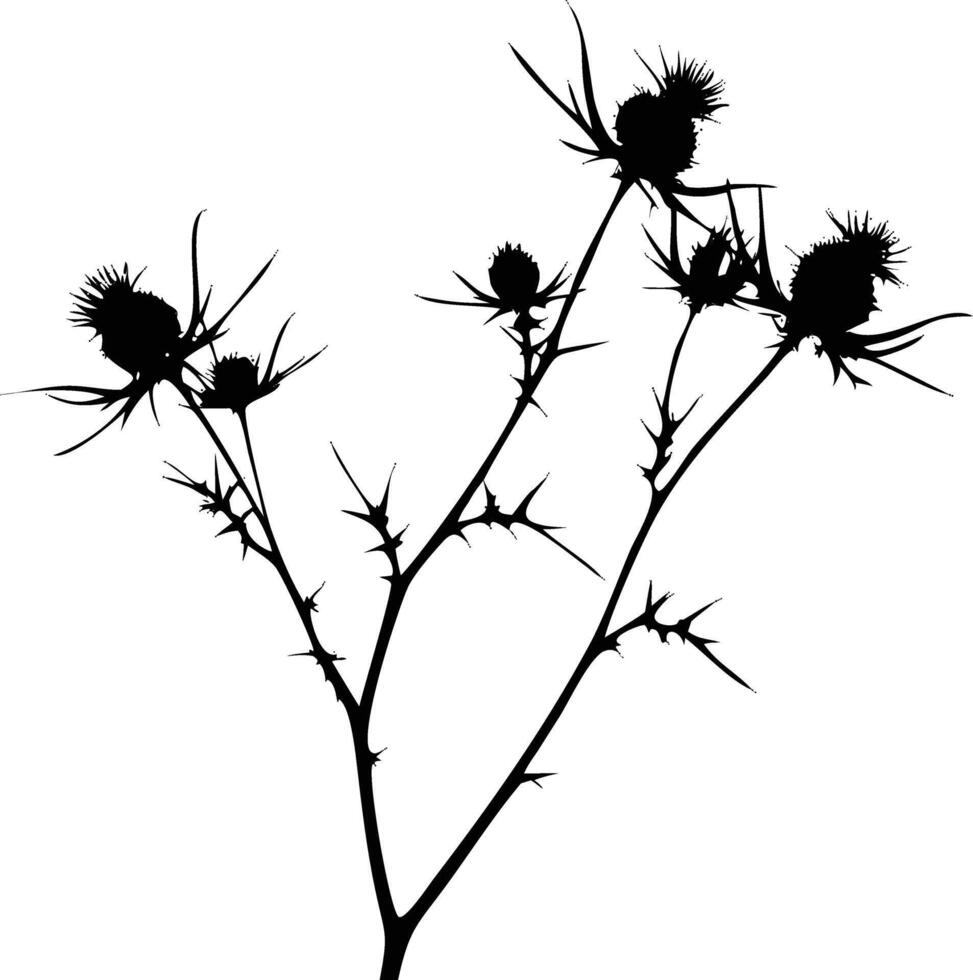 Silhouette of Thistle Plant with Prickly Stems and Heads vector