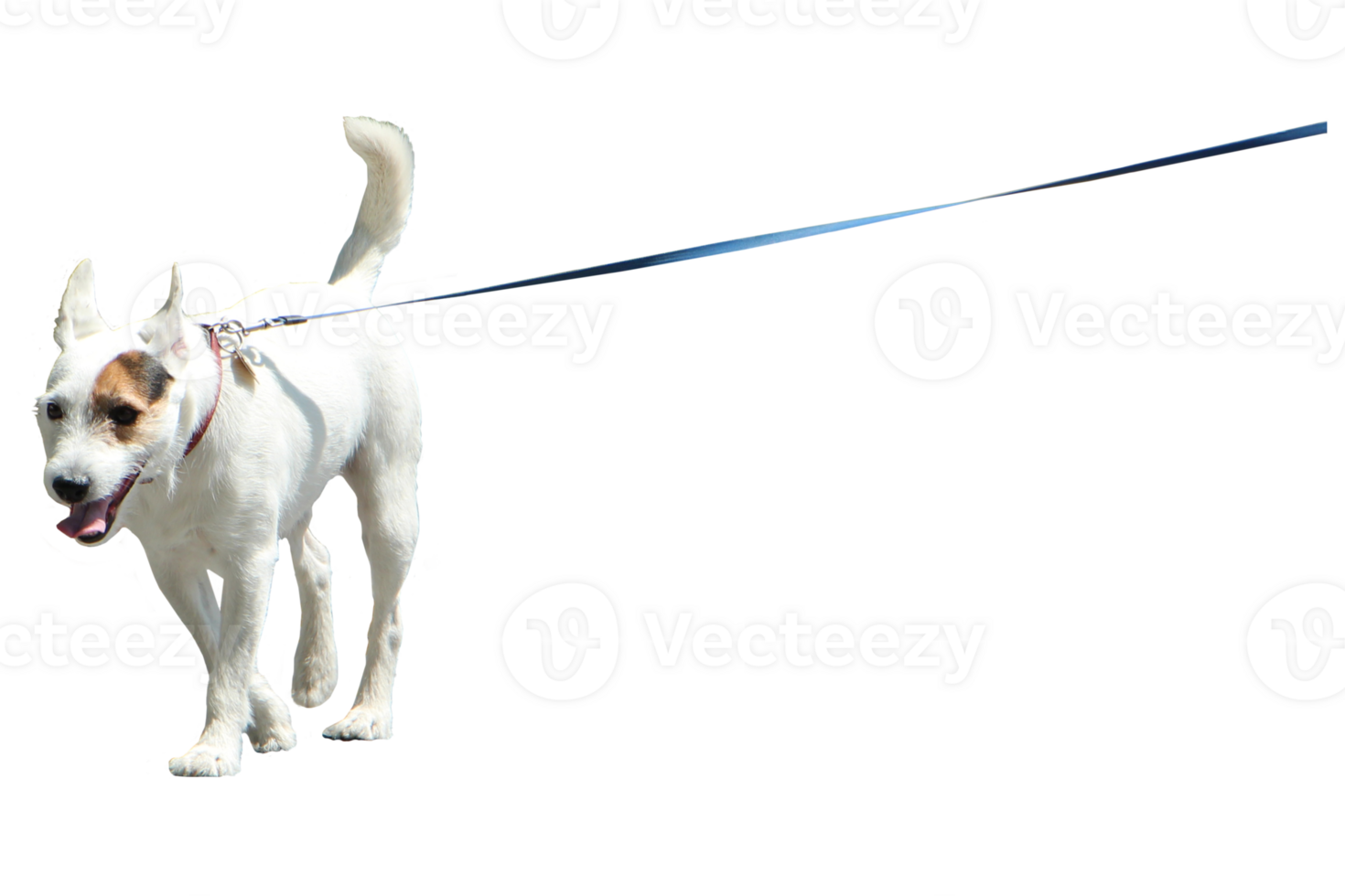 A dog on a leash on a walk png