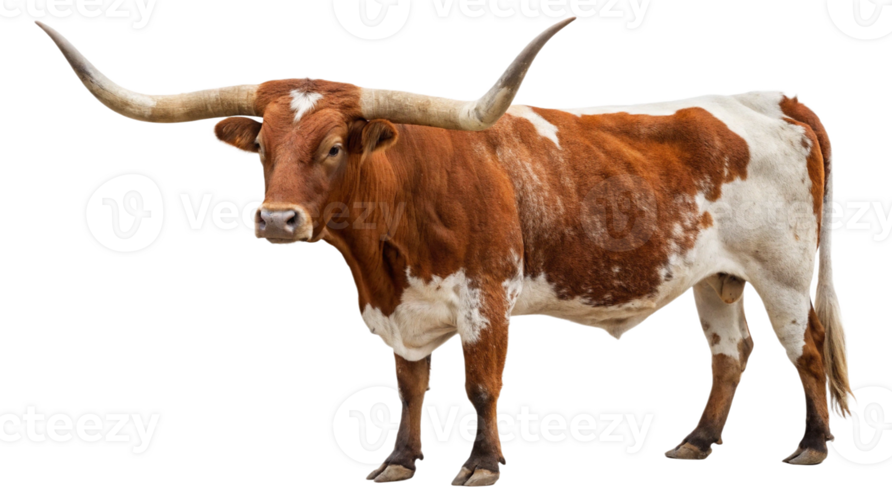 Texas longhorn cattle png