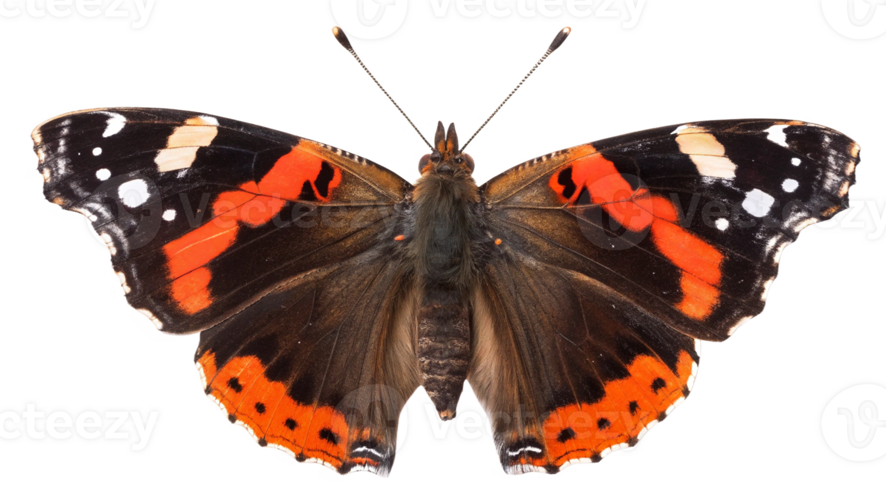 A red and black butterfly with white spots png