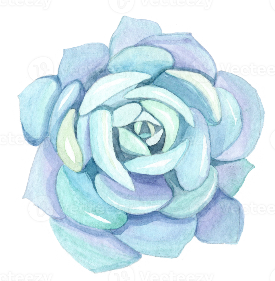 watercolor blue succulent echeveria isolated png