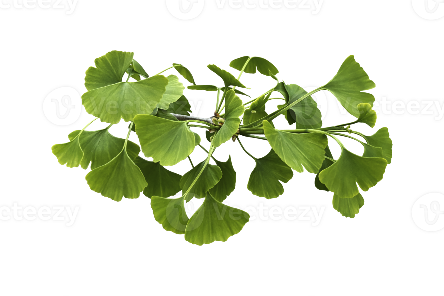 Bright green fresh ginkgo leaves branch natural background, medicinal organic plant close up, clipping path cutout object, eco-friendly environment concept png