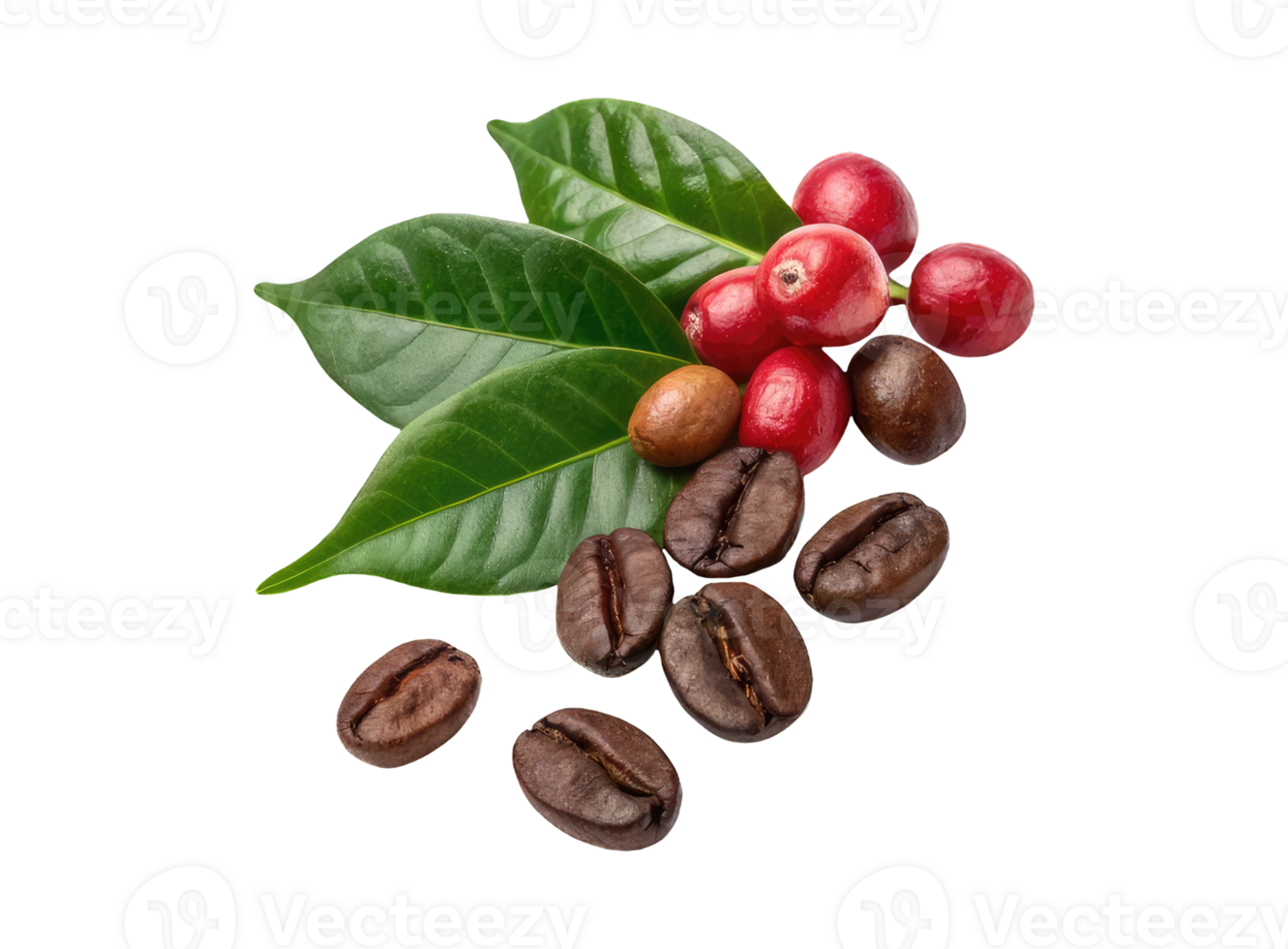 Ripe roasted and unripe red coffee beans with green leaves on a transparent background drinks design png