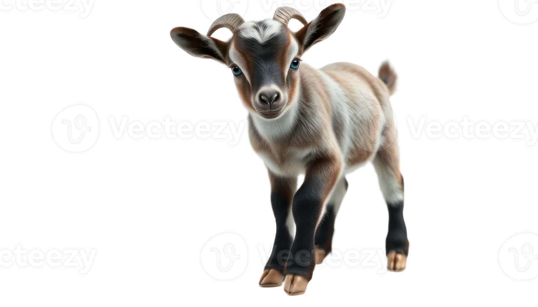 Adorable Brown And White Baby Goat On Transparent Background png