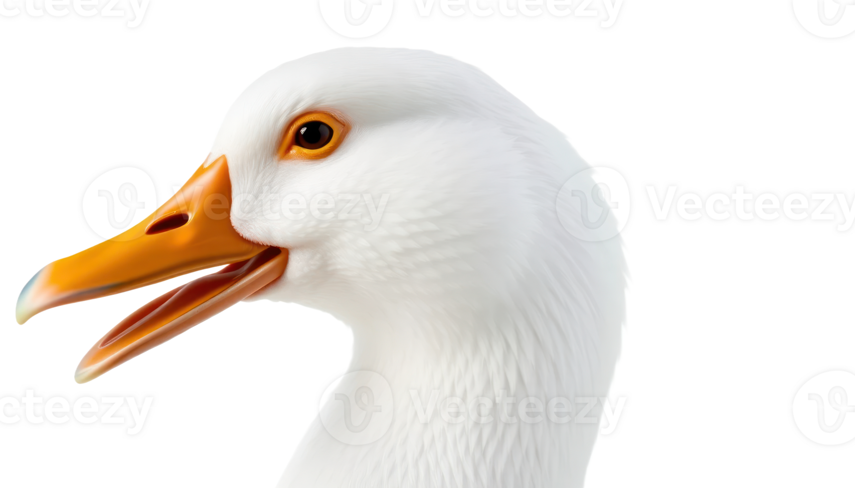 White Goose Closeup Profile with Orange Beak png