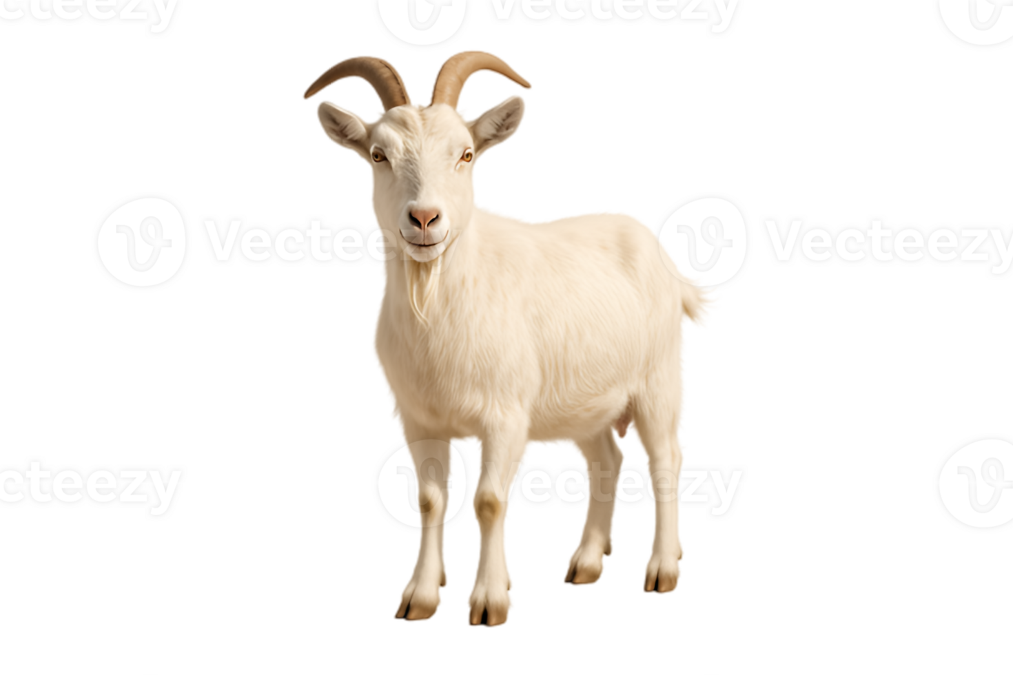 White Goat Farm Animal Livestock Agriculture Mammal Dairy Goat png