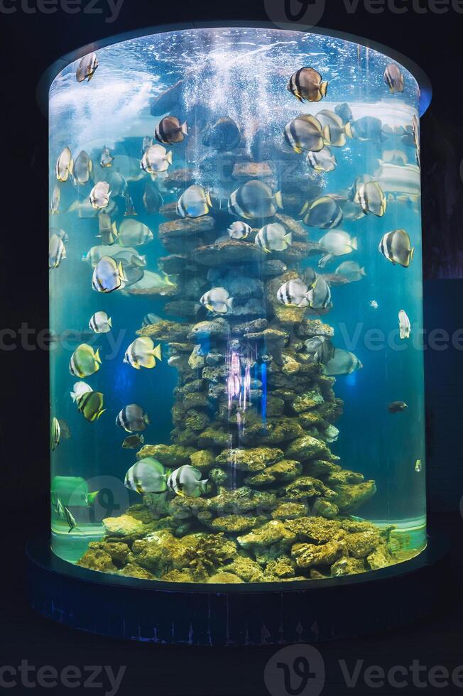 Beautiful fish in a high vertical aquarium on the background of decorative aquatic plants. photo