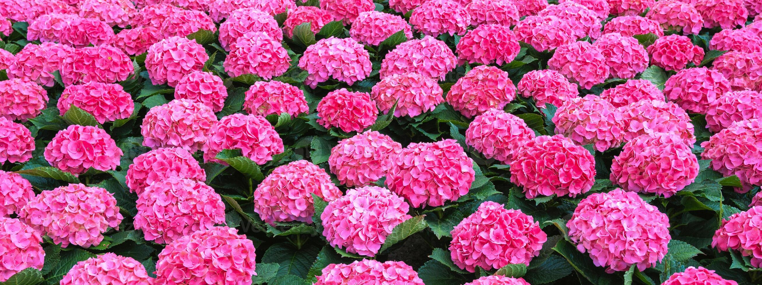 Panoramic background with a beautiful pink hydrangea in close-up photo