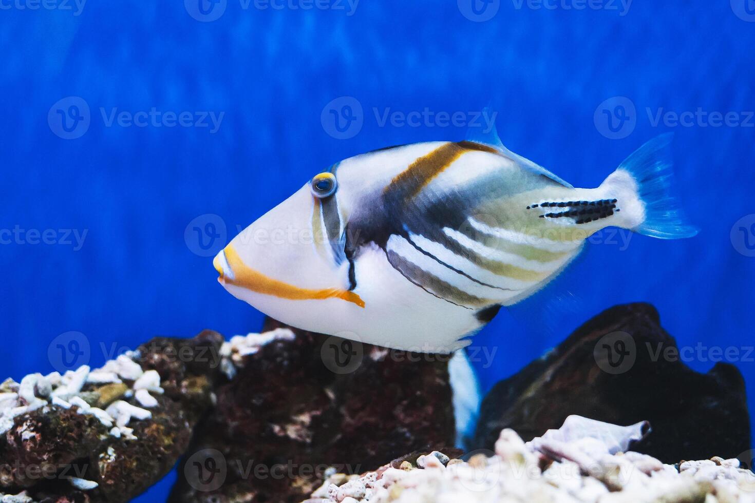 The so-called Picasso fish, also known as the lagoon triggerfish in the aquarium photo