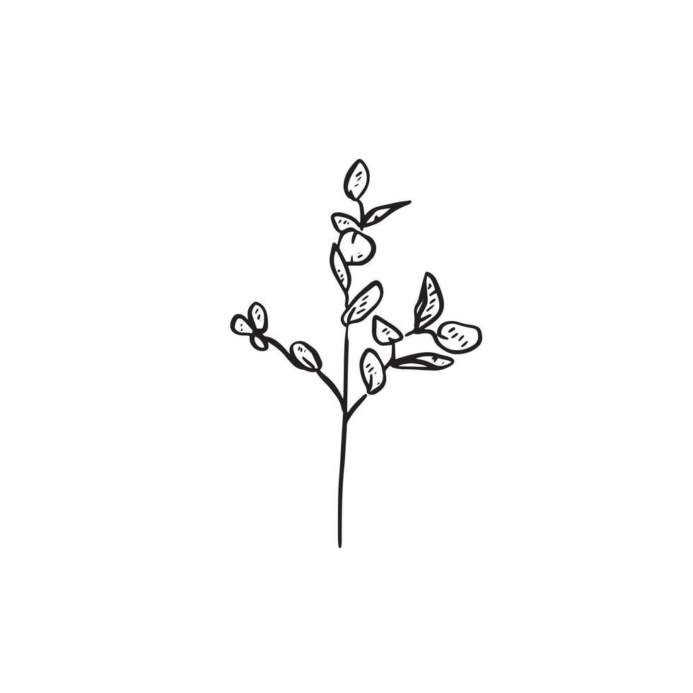 A eucalyptus sprig with three stems. black and white drawing vector