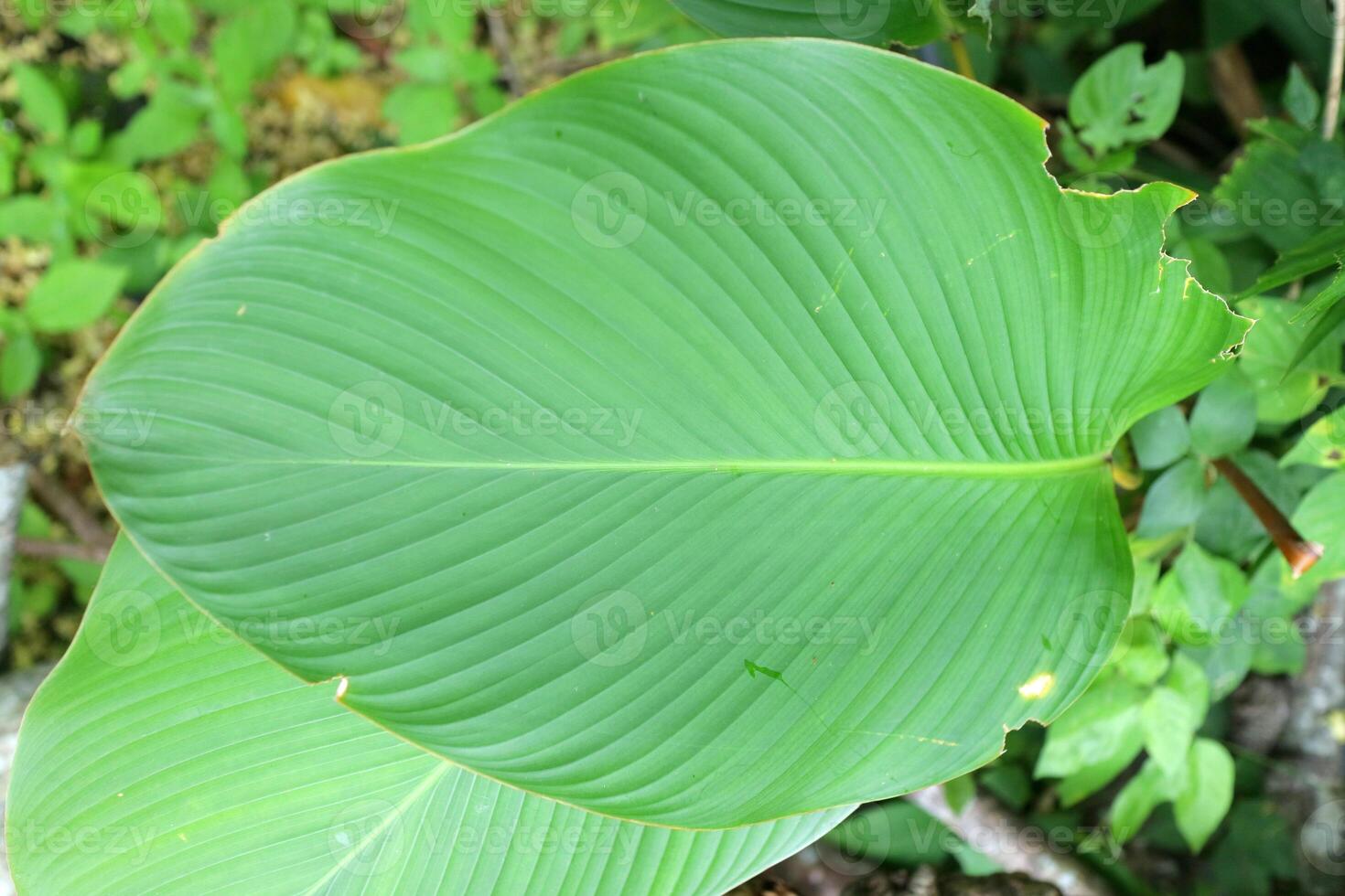 Large Tropical Leaf with Prominent Parallel Veins photo