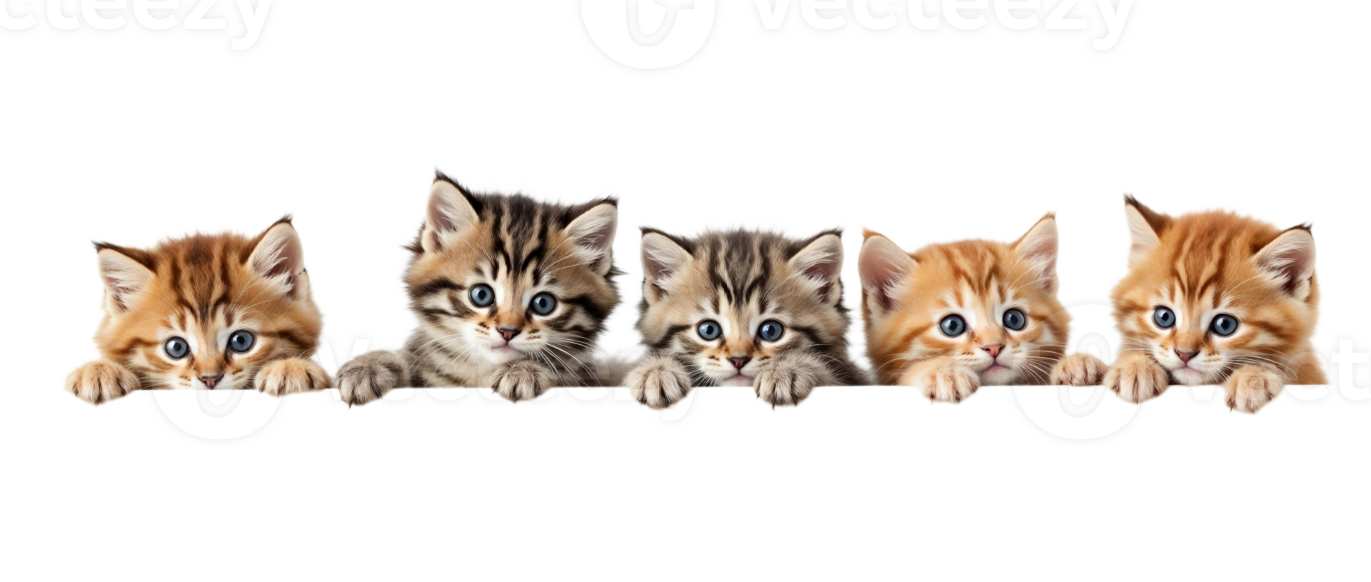 Five adorable kittens fully isolated on a transparent background png
