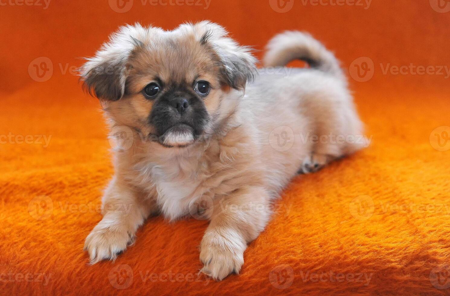 Pekingese puppies sitting couch sofa settee chaise on pink background photo