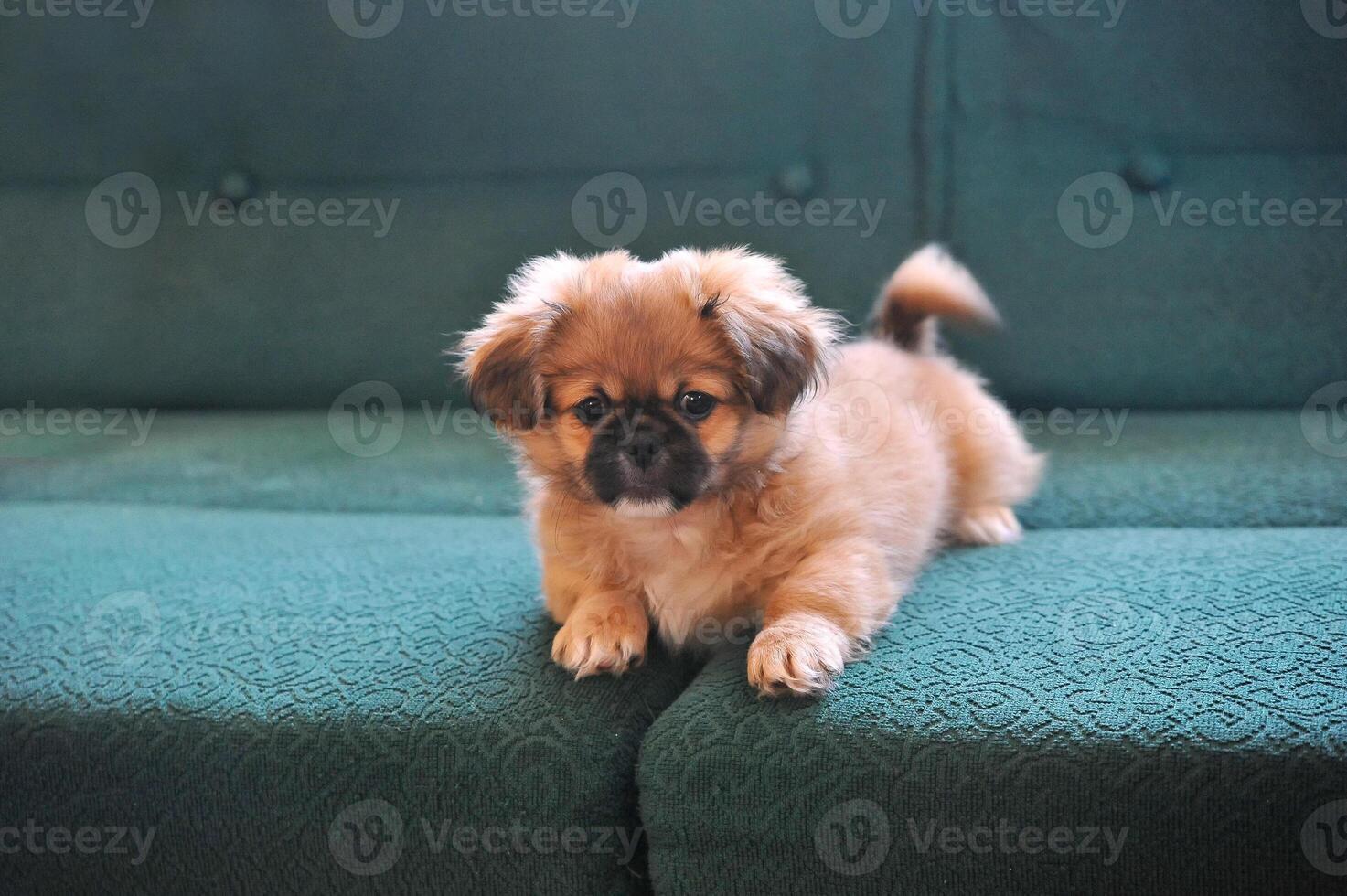 Dressed white Pekingese. Dog fashion. Beautiful small dogs dressed and posing like model. photo