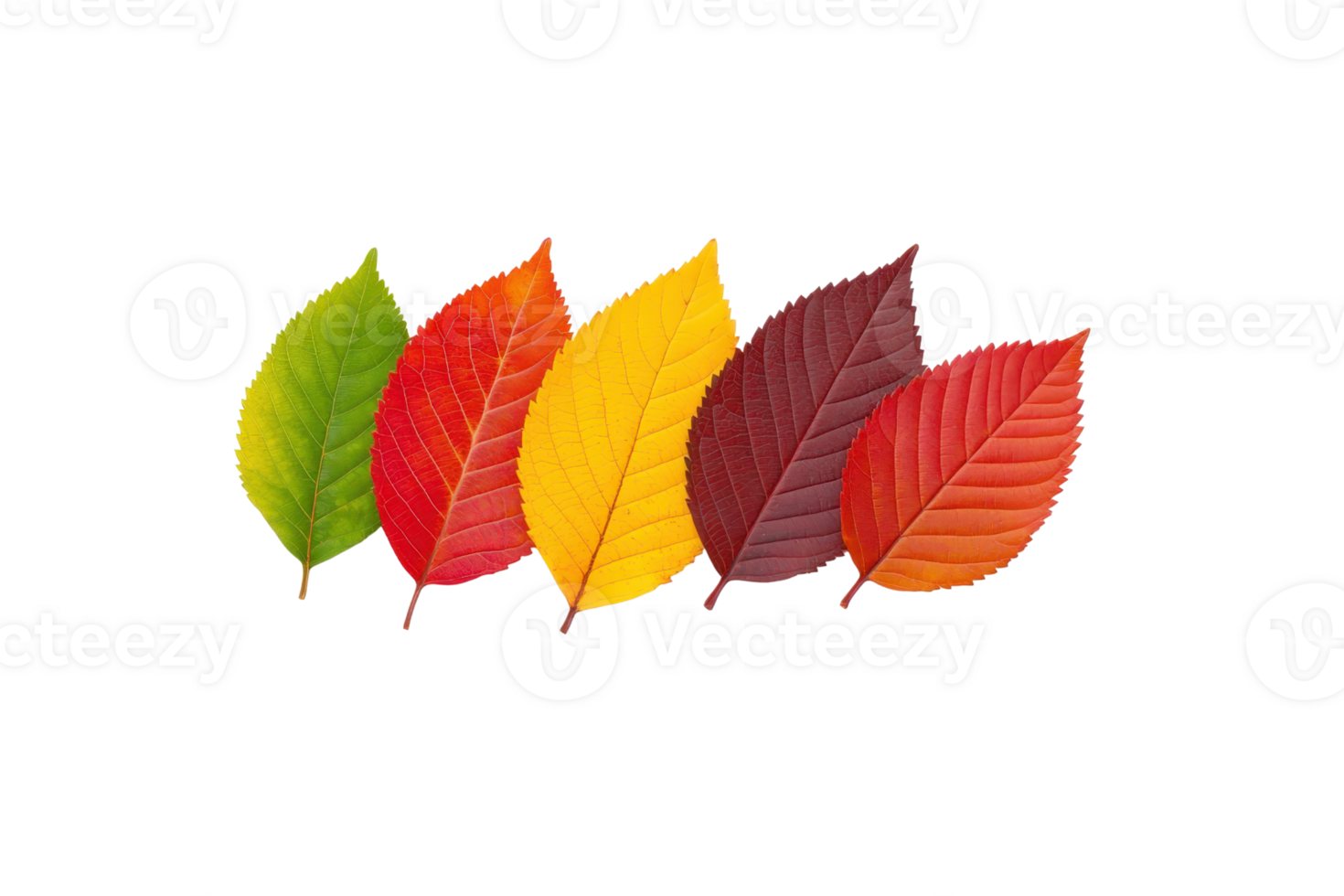 A Five colorful autumn leaves arranged in row, showcasing vibrant shades of green, orange, yellow, red, and brown, symbolizing transition of seasons png