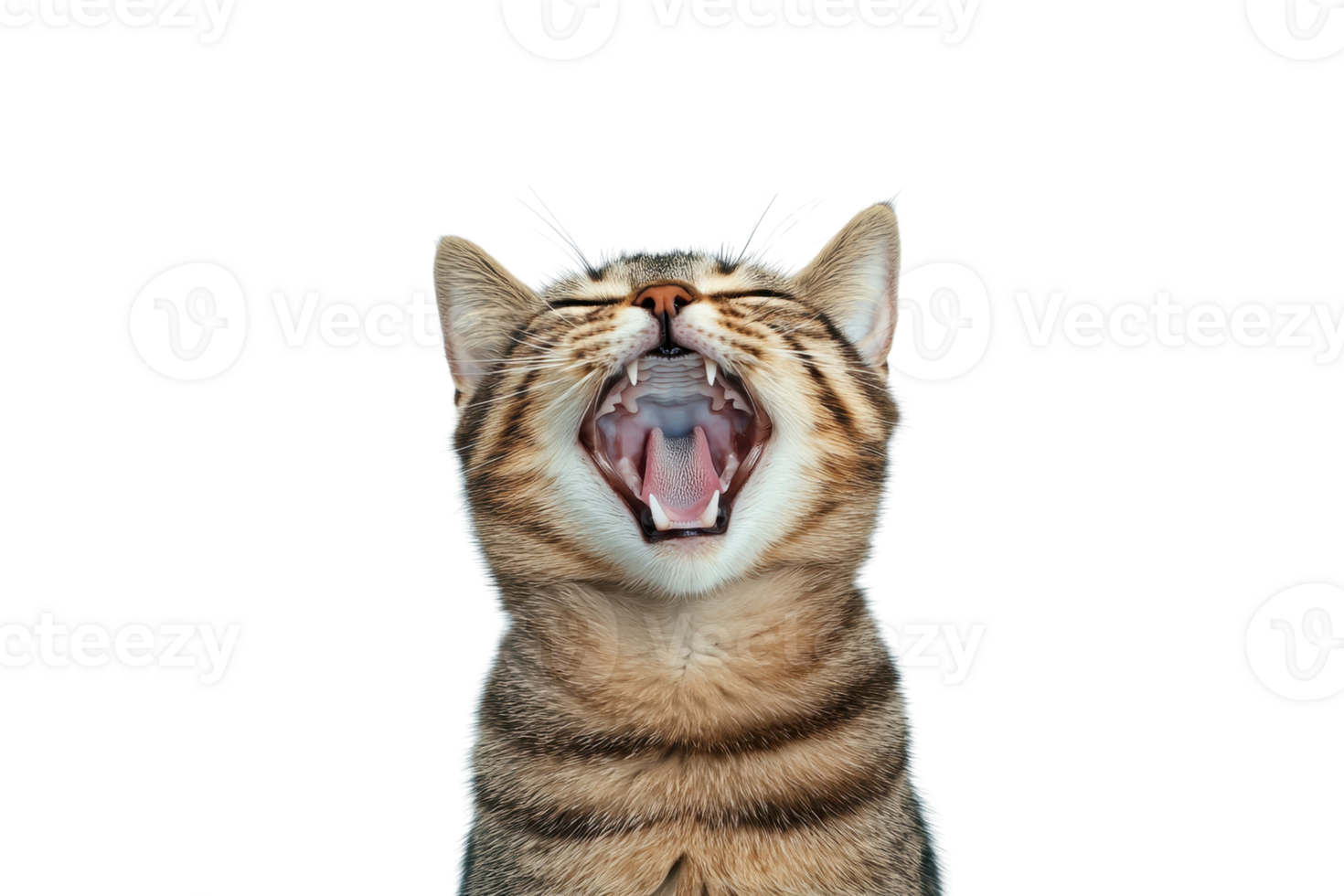 A yawning tabby cat with its mouth wide open, showcasing its sharp teeth and whiskers against plain background. cat fur features distinct stripes, adding to its charming appearance png