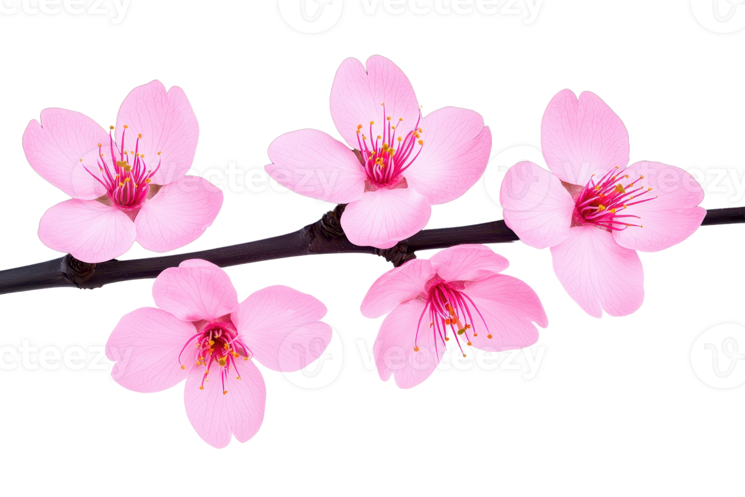 A Pink cherry blossoms on branch, showcasing delicate petals and vibrant stamens, evoke sense of spring and renewal. flowers are arranged in natural, harmonious pattern png
