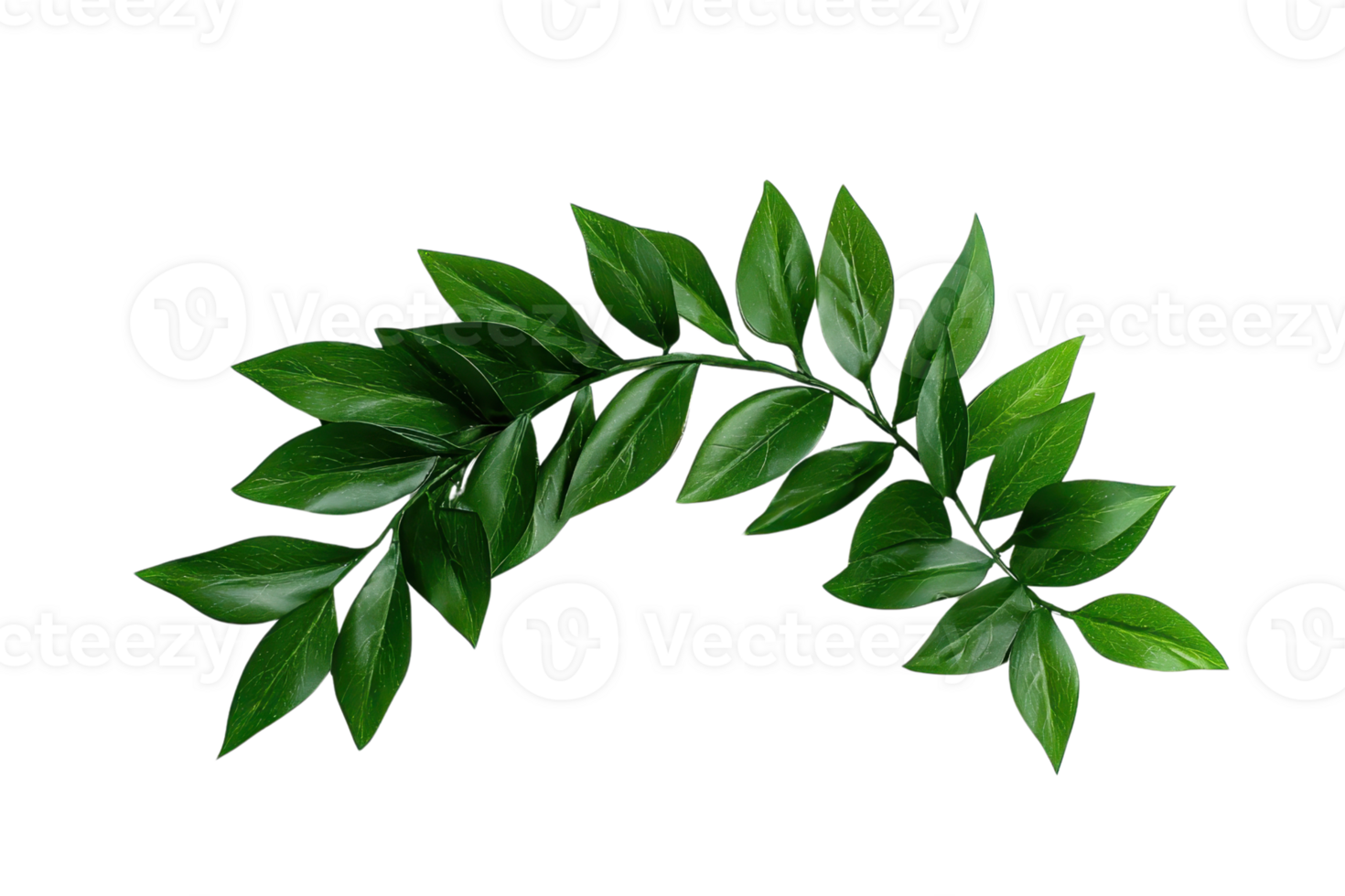 A vibrant green branch with glossy leaves is elegantly curved against transparent background, showcasing nature beauty png