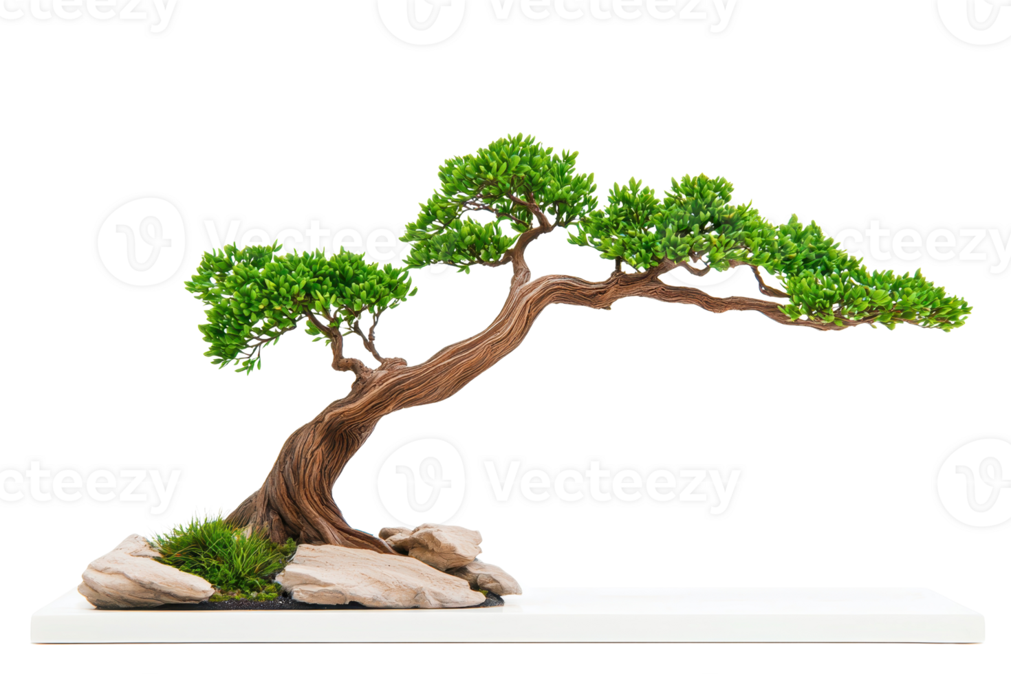 A beautifully shaped bonsai tree with lush green foliage and twisted trunk is displayed on white platform, evoking sense of tranquility and natural artistry png
