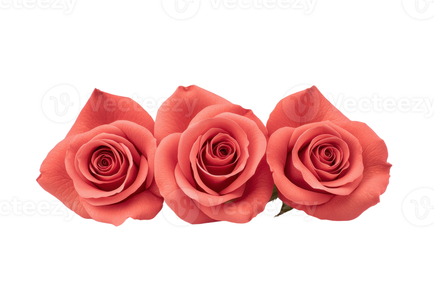 A Three vibrant coral roses are arranged in row, showcasing their delicate petals and lush appearance, symbolizing beauty and elegance png