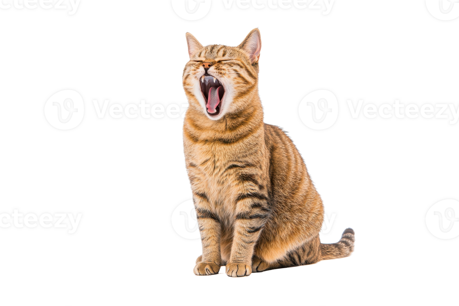 A yawning tabby cat with closed eyes sits on transparency background, displaying its striped fur and relaxed posture png