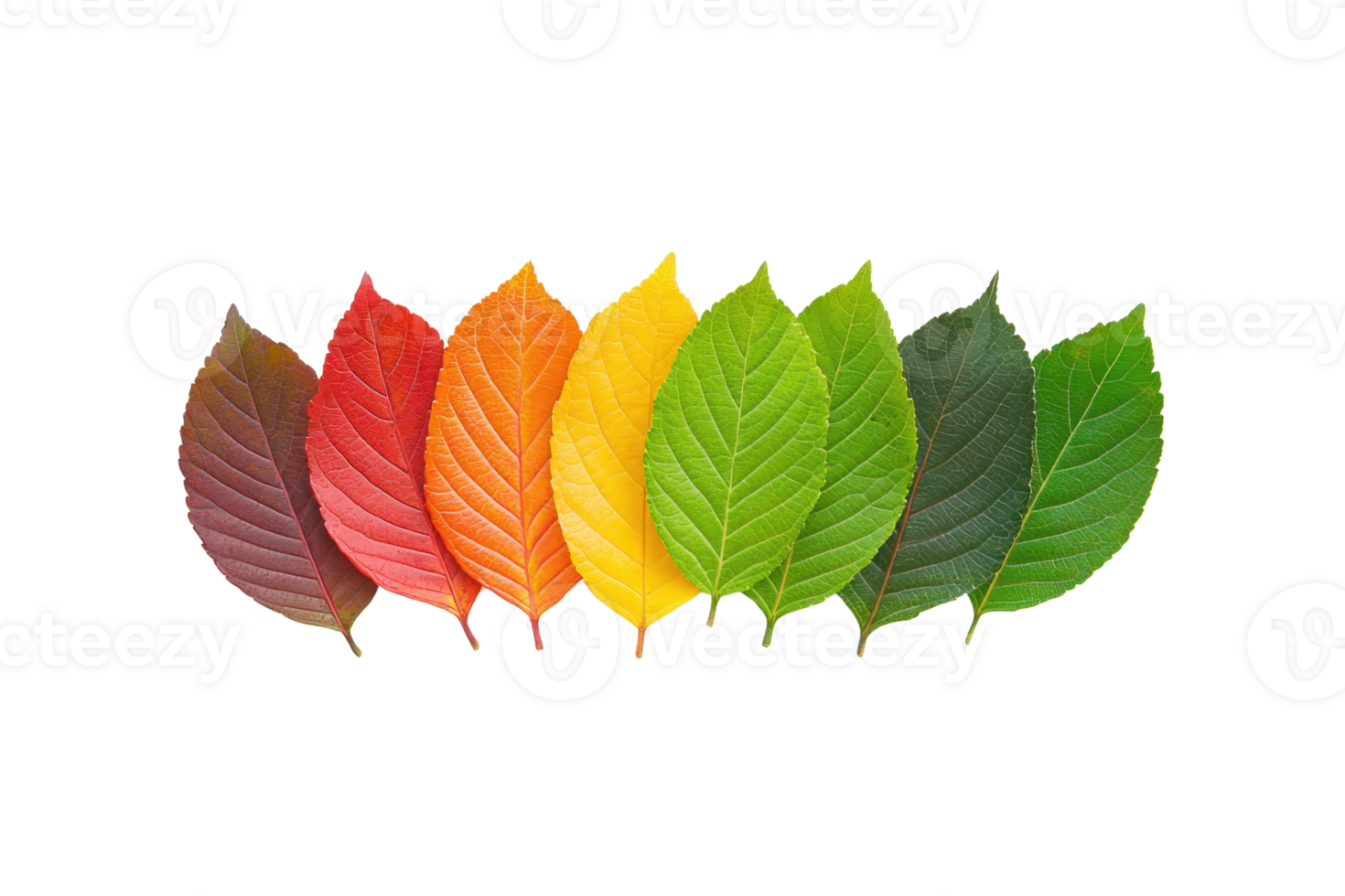A row of leaves displays gradient of colors from brown to green, symbolizing transition of seasons. vibrant hues range from red, orange, and yellow to various shades of green, showcasing nature png