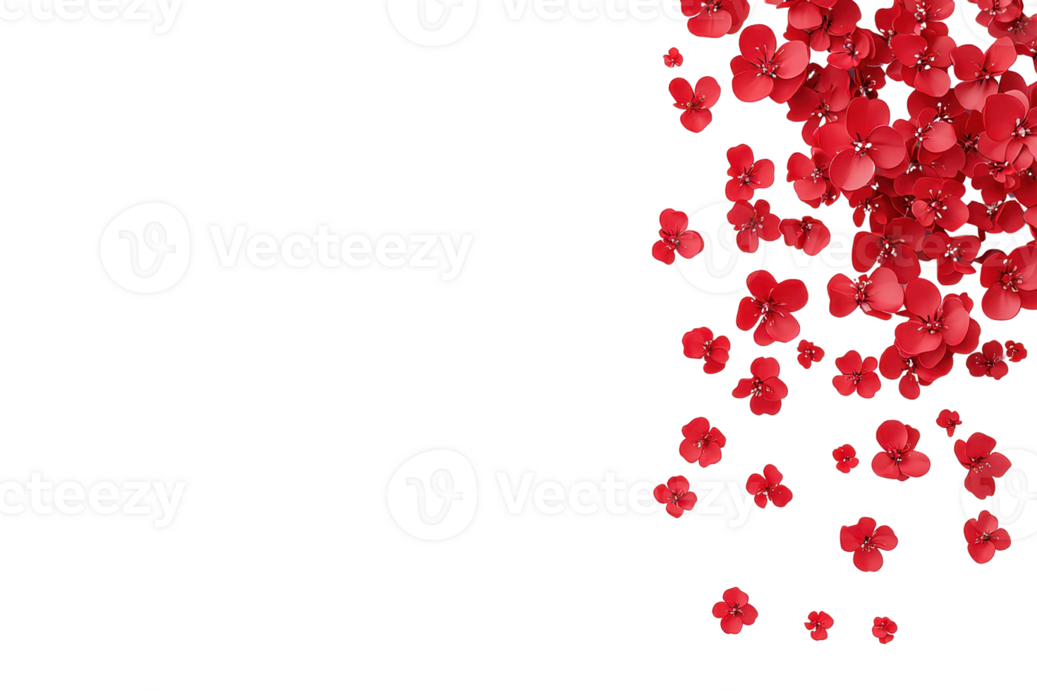 A cascade of vibrant red flowers gracefully descends from top right corner, creating dynamic and elegant visual effect against transparent background. scattered petals evoke sense of movement and png