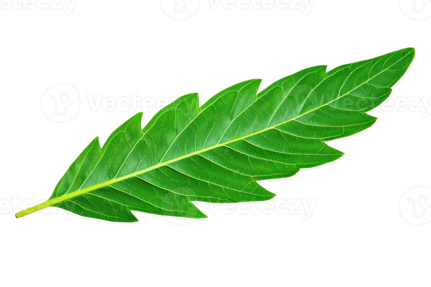 A vibrant green leaf with detailed veins isolated on transparency background, showcasing its natural beauty and intricate structure png