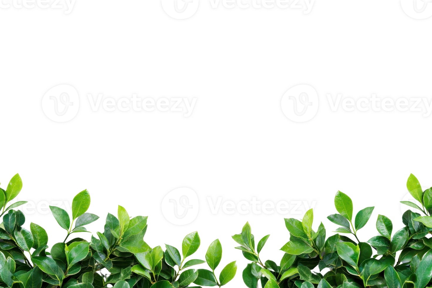 A Lush green leaves form vibrant border against transparency background, creating fresh and natural frame. vivid foliage adds touch of nature and tranquility to scene png